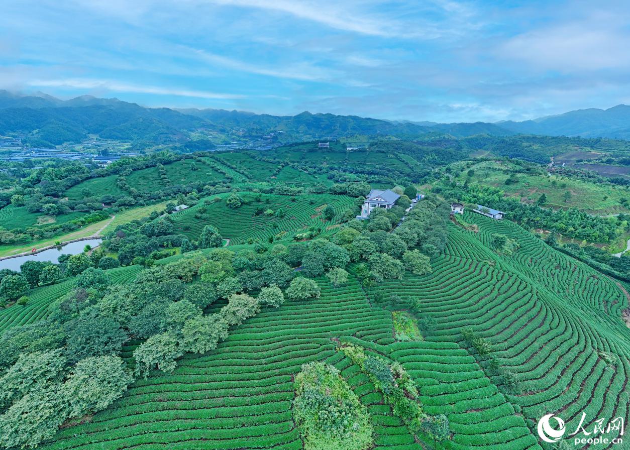 漳平永福因獨(dú)特的地理環(huán)境與氣候，被譽(yù)為“大陸阿里山”。人民網(wǎng)記者 李昌乾攝