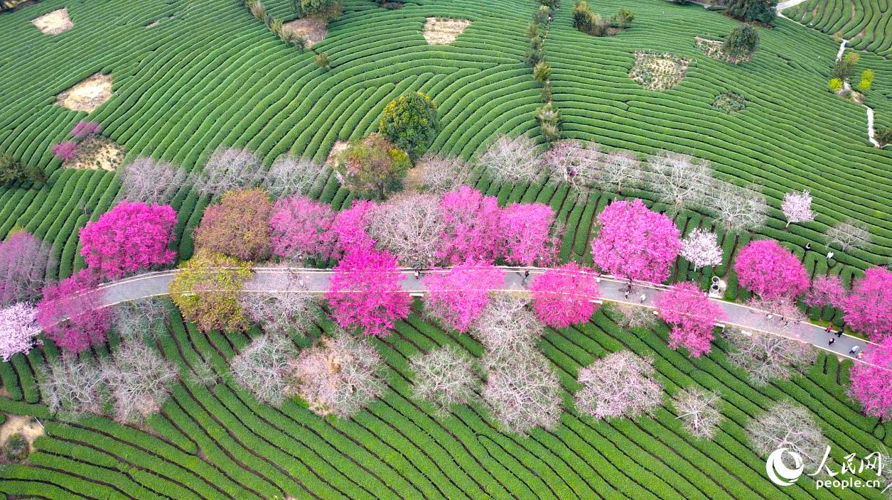 漳平永福的生態(tài)茶園。人民網(wǎng)記者 李昌乾攝