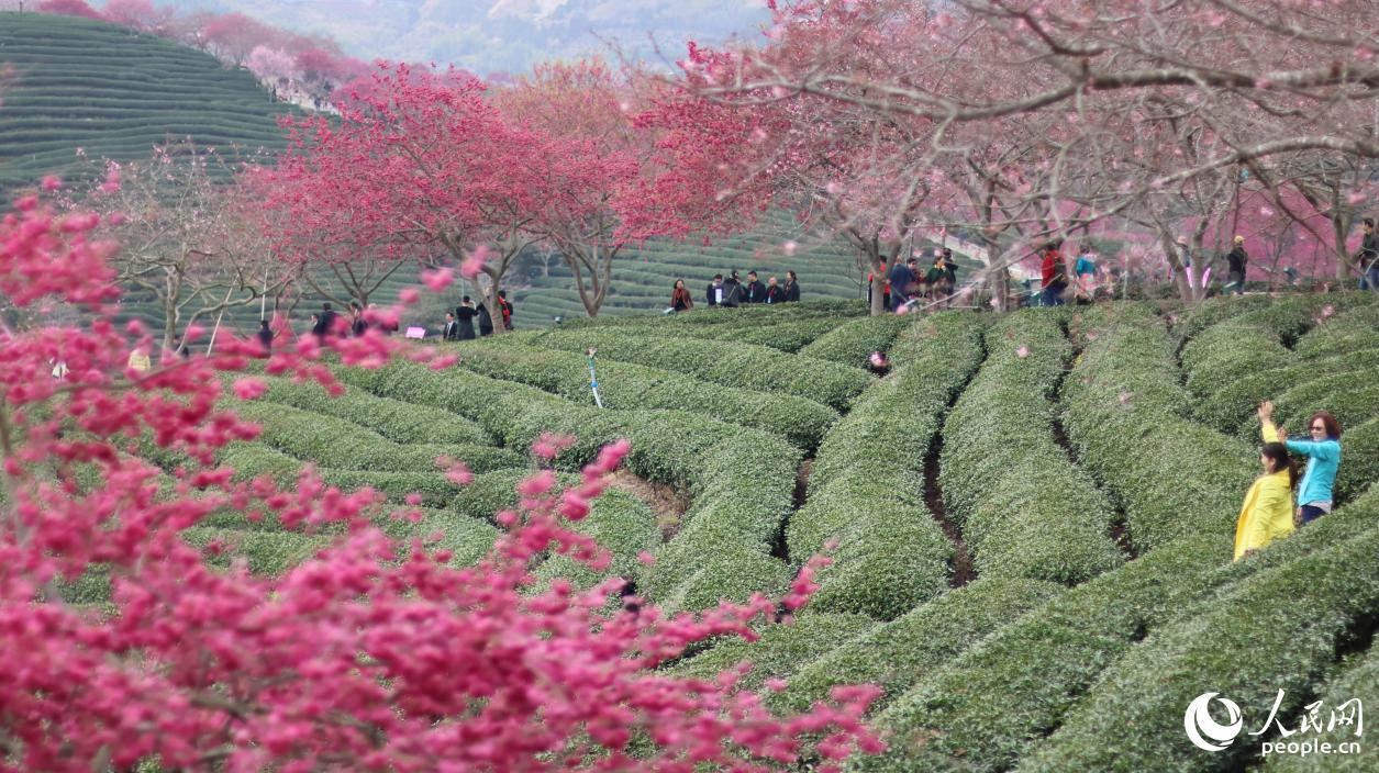 茶園吸引不少游客前往。人民網(wǎng)記者 李昌乾攝