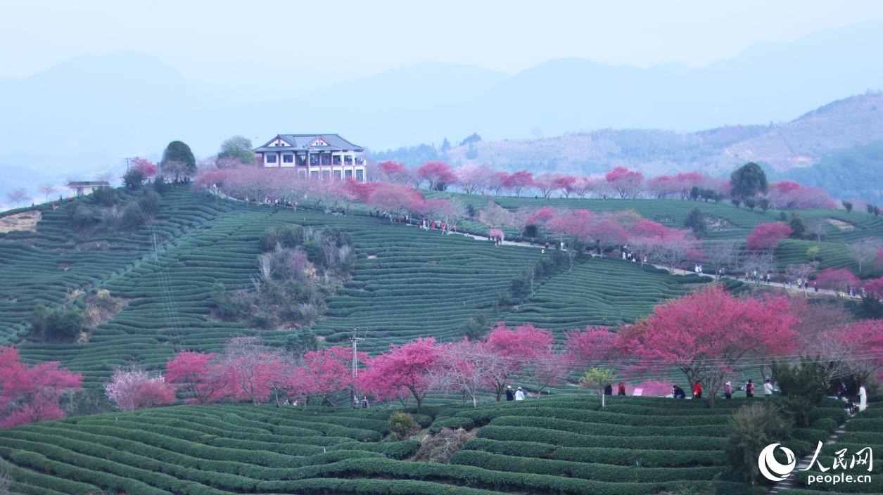 在茶園邊界種植櫻花樹。人民網(wǎng)記者 李昌乾攝