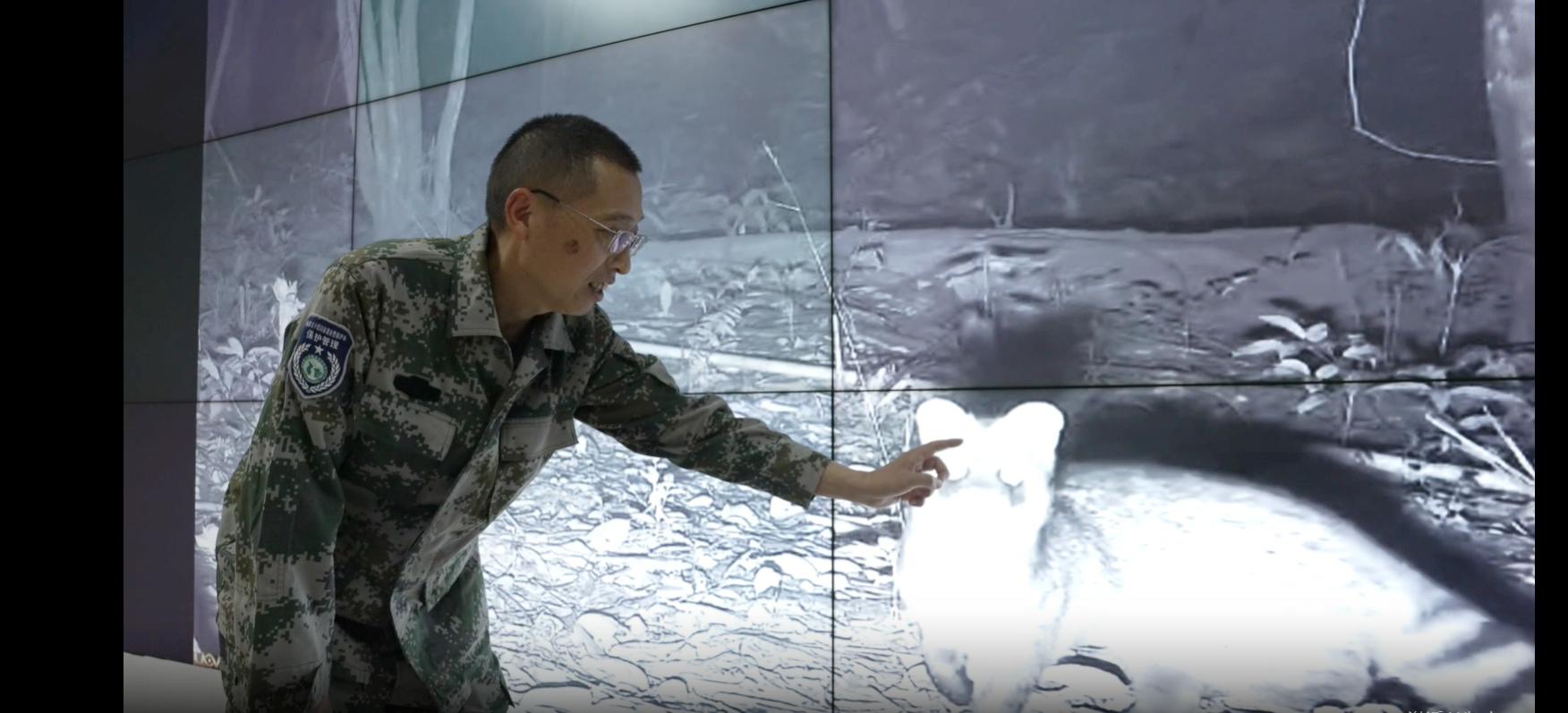 君子峰國家級自然保護區(qū)副局長、高級工程師黃琰彬介紹小靈貓的特性