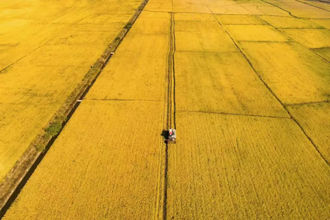 在團(tuán)隊(duì)集成創(chuàng)新的綠色高產(chǎn)高效栽培技術(shù)體系支持下，再生稻屢創(chuàng)機(jī)收再生稻國內(nèi)外最高產(chǎn)量紀(jì)錄