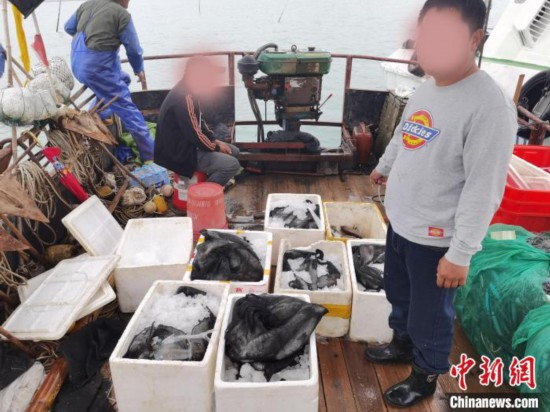 休漁期漁民網(wǎng)絡(luò)直播捕魚福建寧德海警抓獲4名嫌疑人