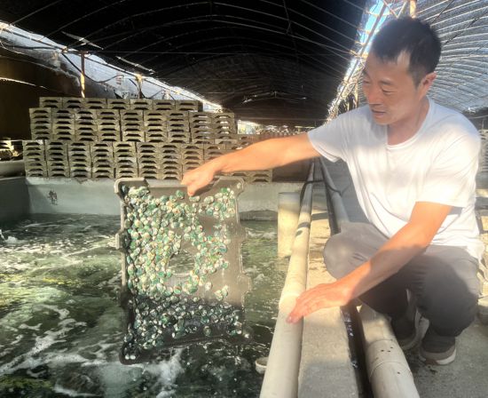 澳角村鮑魚養(yǎng)殖戶郭漢棟在檢查鮑魚苗生長情況。龔雯攝